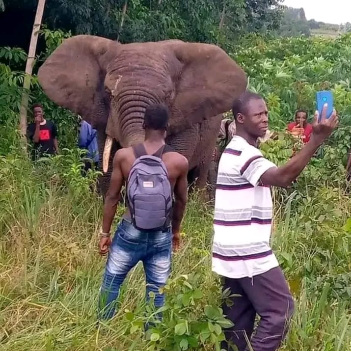 Bas-Uélé: Une femme d’environ 80ans tuée par un éléphant en divagation